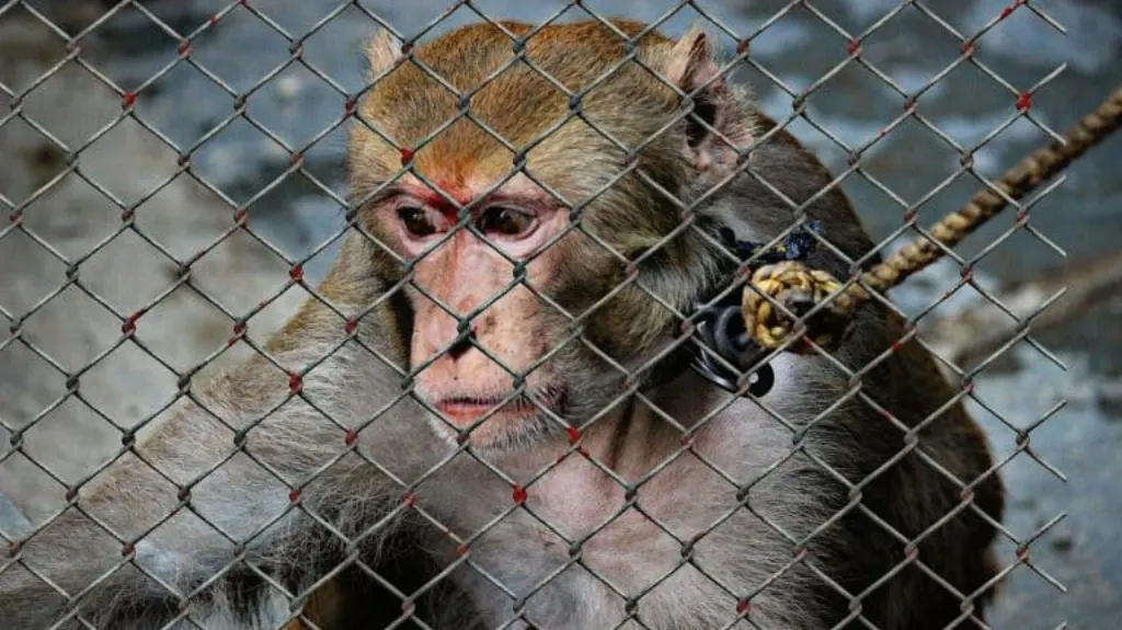 découvrez l'importance du bien-être animal et les actions essentielles pour garantir une vie épanouie et saine à nos compagnons à quatre pattes. engagez-vous pour une cause qui valorise le respect et la protection des animaux.