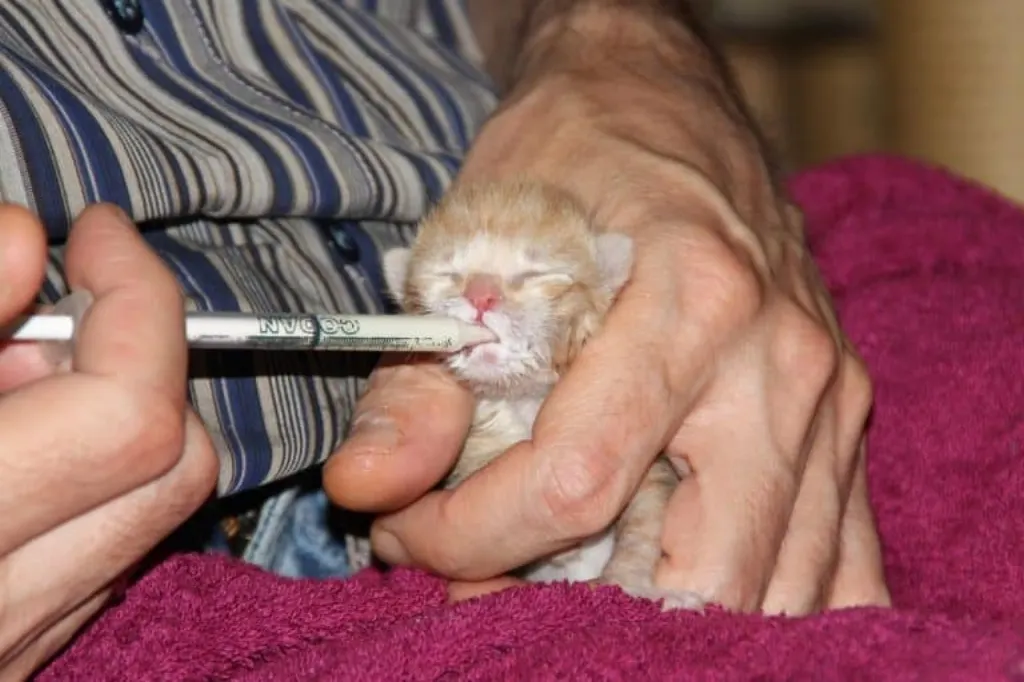 découvrez l'importance du bien-être animal et comment chaque geste peut contribuer à améliorer la vie de nos compagnons. engagez-vous pour une société où le respect et la protection des animaux sont primordiaux.