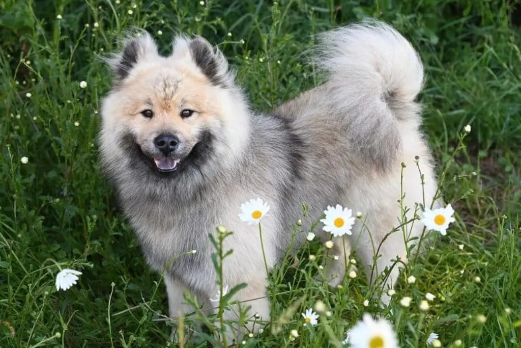 découvrez canine paradise, le refuge ultime pour les chiens ! offrant des services de toilettage, des promenades, et un hébergement de qualité, nous garantissons que votre compagnon à quatre pattes est entre de bonnes mains. rejoignez-nous pour une expérience inoubliable pour votre animal !