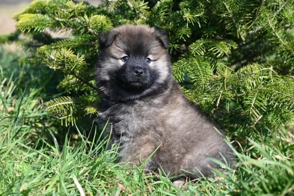 découvrez canine paradise, un havre de paix pour vos compagnons à quatre pattes. offrez à votre chien un séjour inoubliable avec des activités ludiques, des soins personnalisés et un environnement sécurisé. faites de chaque moment un souvenir précieux dans notre paradis canin.