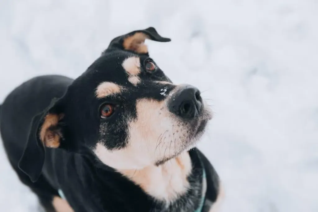 découvrez tout sur les chiens : leurs races, comportements, soins et astuces pour les propriétaires. apprenez à mieux comprendre votre fidèle compagnon et à lui offrir le meilleur quotidien.