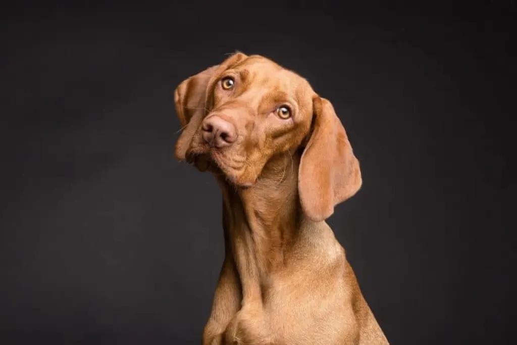 découvrez tout l'univers des chiens : conseils d'élevage, soins, nutrition, et comportement canin. apprenez à mieux comprendre votre compagnon à quatre pattes et à renforcer votre lien avec lui.