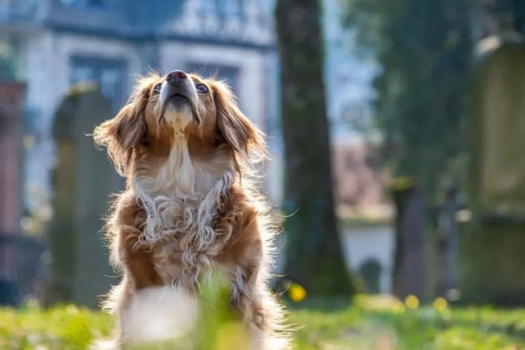 découvrez l'univers fascinant des chiens : conseils d'éducation, soins, races et comportements. apprenez à mieux comprendre votre compagnon à quatre pattes et offrez-lui une vie épanouissante.