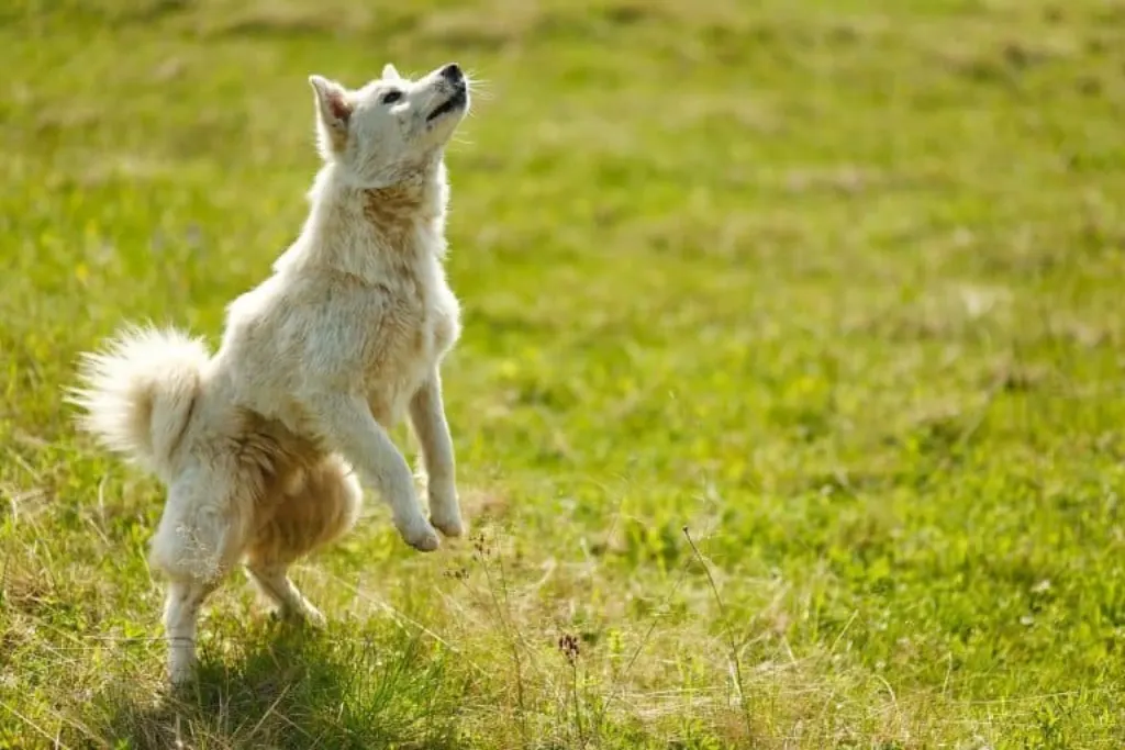 découvrez tout ce qu'il faut savoir sur les chiens : soins, éducation, races et bien plus encore. apprenez à mieux comprendre votre fidèle compagnon à quatre pattes.