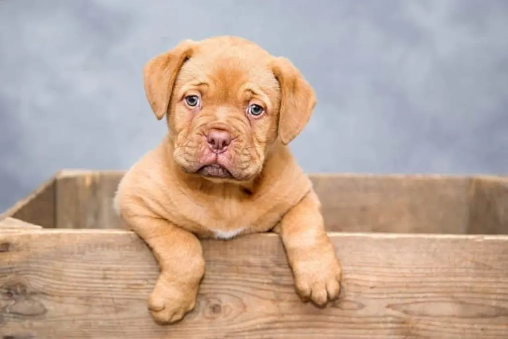 découvrez tout ce qu'il faut savoir sur les chiens : leur comportement, leur éducation, les différentes races et des conseils pour en prendre soin au quotidien.