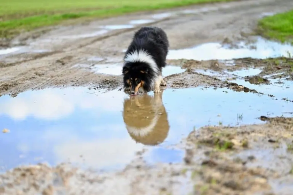 découvrez le monde fascinant des chiens, de leurs comportements et de leur éducation, ainsi que des conseils pratiques pour en prendre soin au quotidien.