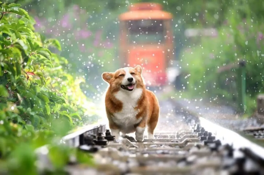découvrez tout sur les chiens : conseils d'éducation, soins, santé, et les meilleures races pour votre famille. rejoignez notre communauté de passionnés pour partager vos expériences et informations sur ces fidèles compagnons.