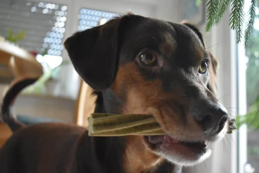 découvrez tout ce qu'il faut savoir sur les morsures de chien : causes, prévention et réactions à adopter en cas d'incident. informez-vous pour protéger vos proches et comprendre le comportement canin.