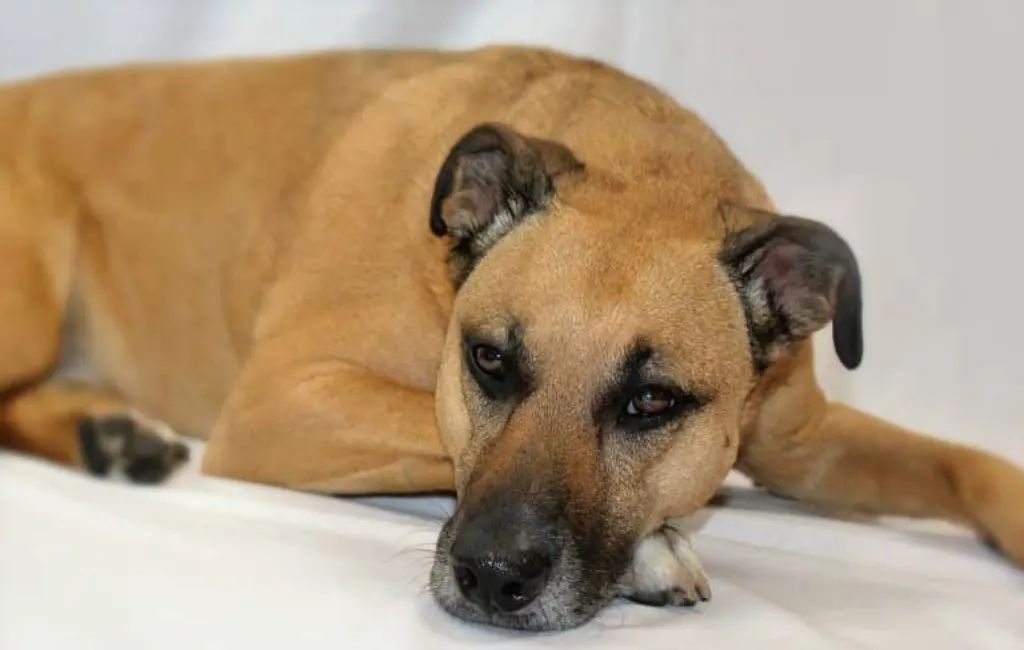 découvrez notre initiative de sauvetage des chiens, offrant un refuge et des soins à nos amis à quatre pattes dans le besoin. rejoignez-nous pour faire la différence et donner une seconde chance à ces animaux cherchant amour et sécurité.