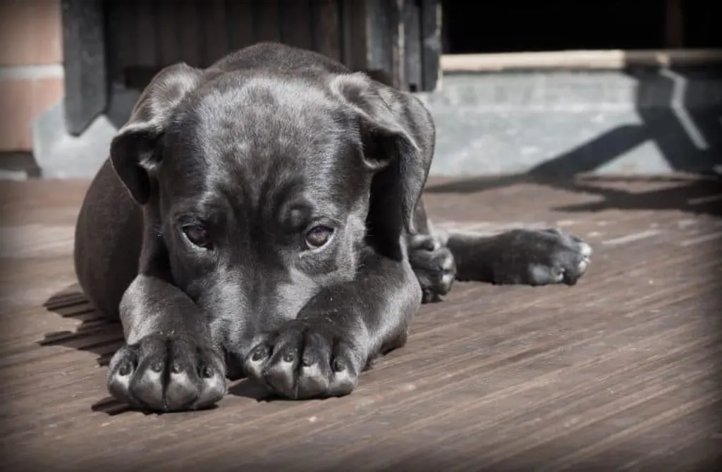 découvrez tout ce qu'il faut savoir sur les chiens guides : leur rôle essentiel pour les personnes aveugles ou malvoyantes, comment ils sont formés et leur impact sur l'autonomie et la qualité de vie.