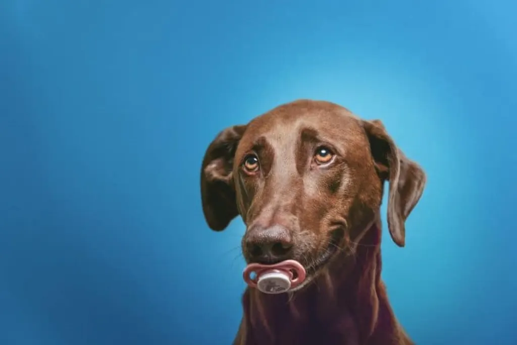 découvrez notre guide complet sur les chiens d'assistance, des informations sur leur formation à leur rôle précieux pour les personnes handicapées. apprenez comment ces animaux extraordinaires améliorent la vie quotidienne et apportent soutien et indépendance.