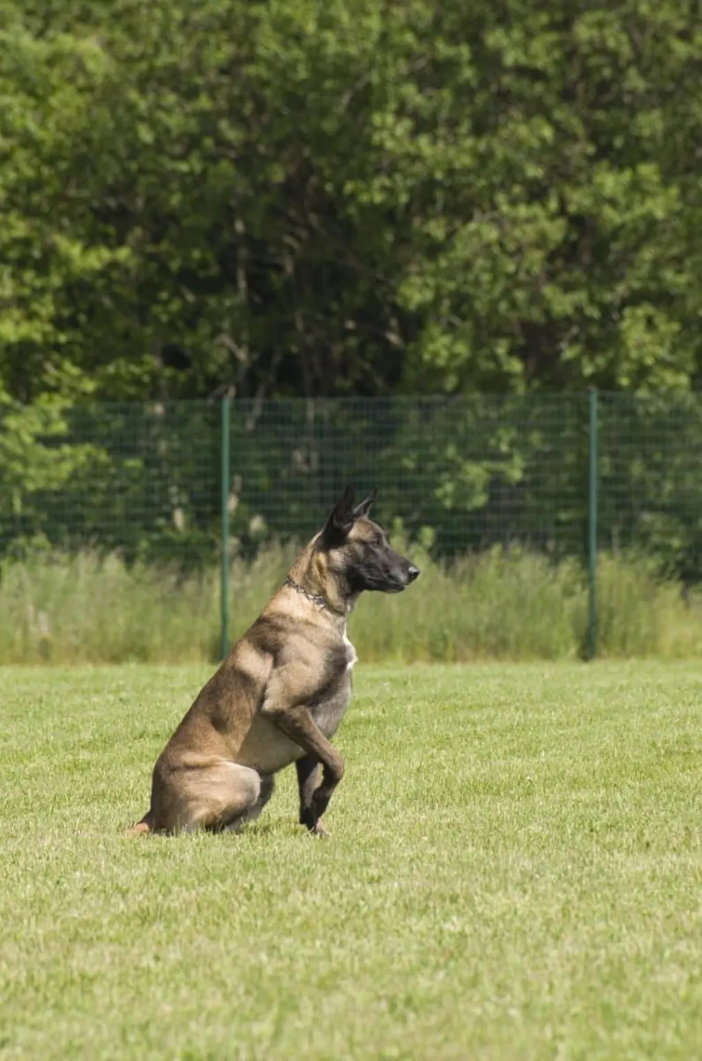 découvrez tout sur le malinois, un chien intelligent et dynamique, idéal pour les familles actives et les amateurs de sport. apprenez à connaître son caractère, ses besoins en éducation et son entretien.