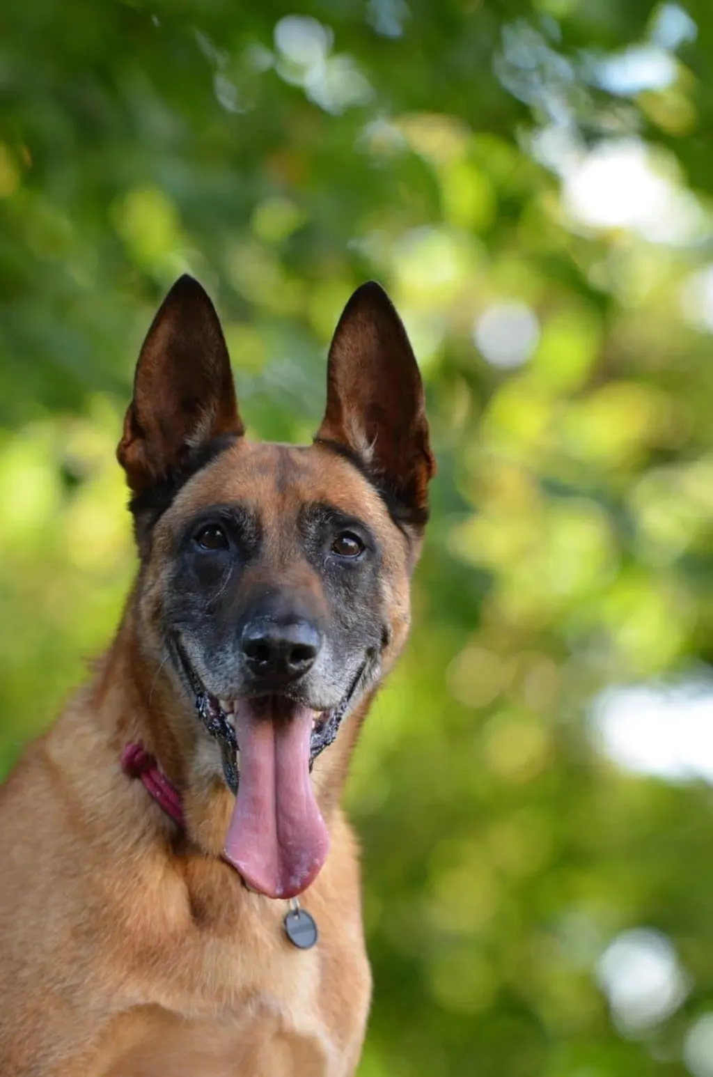 découvrez le malinois, un chien intelligent et agile, reconnu pour son énergie débordante et son incroyable capacité à apprendre. explorez ses caractéristiques, son tempérament et les meilleures pratiques pour son éducation et son épanouissement. parfait pour les amateurs de sport canin et les familles actives.