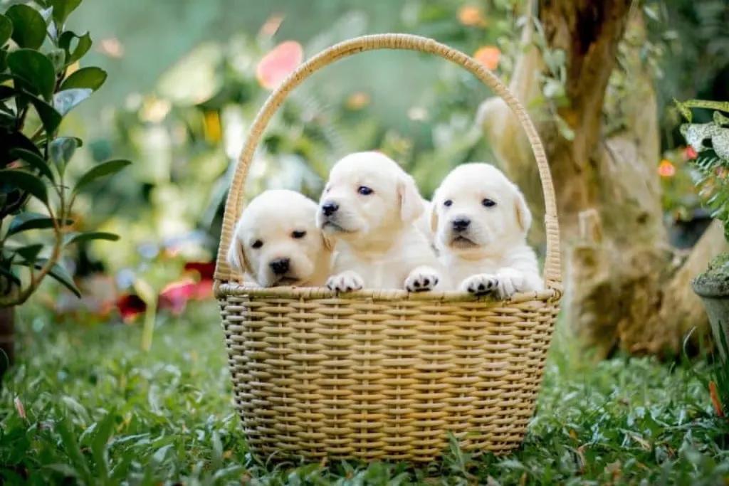 découvrez le monde adorable des chiots ! apprenez à choisir, élever et prendre soin de votre nouveau compagnon à quatre pattes avec nos conseils pratiques et astuces. que vous soyez un futur propriétaire ou un amoureux des chiens, plongez dans l'univers des chiots.