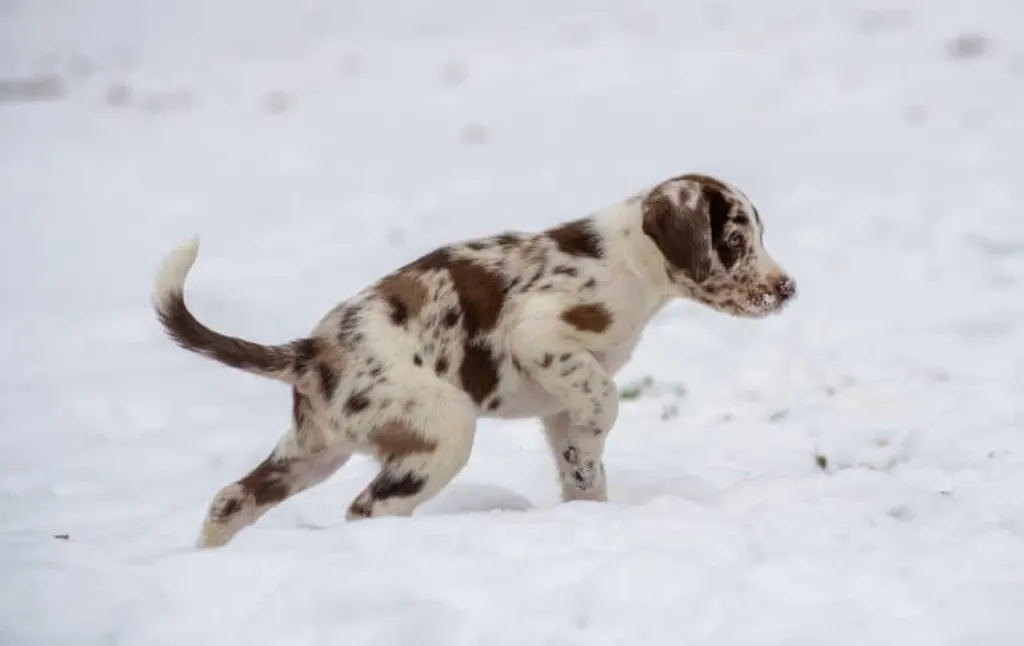 découvrez tout ce qu'il faut savoir sur les chiots : conseils d'élevage, besoins en nourriture, éducation et bien-être. adoptez le compagnon idéal et offrez-lui une vie heureuse et épanouie.