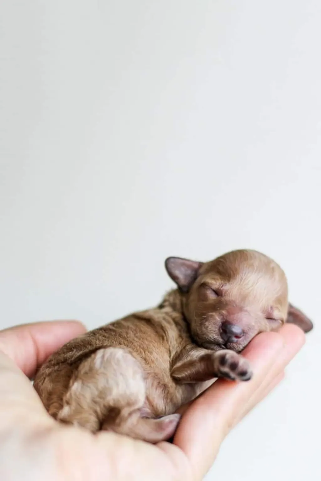 découvrez tout ce qu'il faut savoir sur les chiots : conseils d'élevage, soins, alimentation et éducation pour accompagner votre nouveau compagnon à quatre pattes dans ses premières étapes de vie.