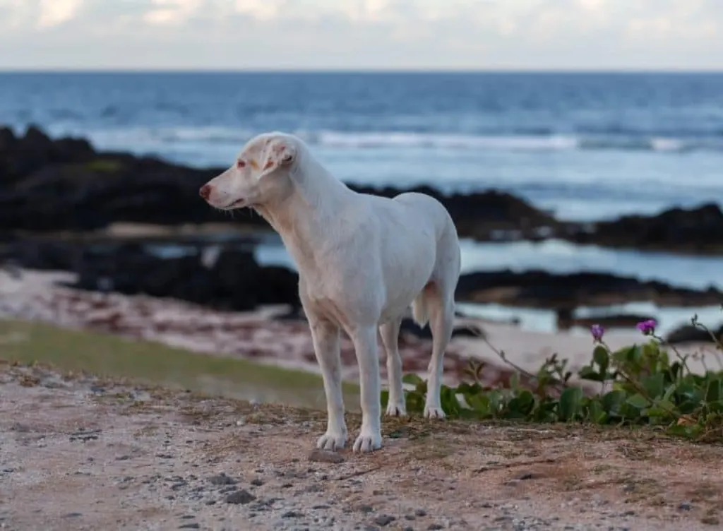 découvrez l'univers émouvant de 'stray dog', une exploration captivante de la vie des chiens errants et des défis auxquels ils font face. plongez dans une histoire poignante qui révèle la résilience et l'amour inconditionnel de ces animaux dans un monde souvent indifférent.