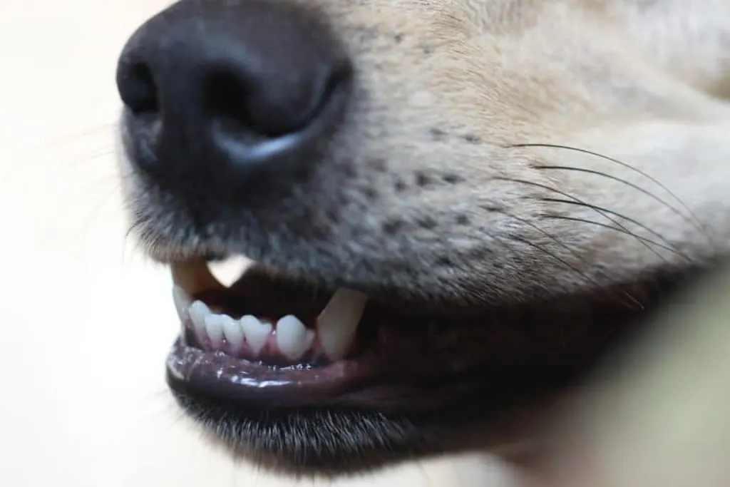 découvrez l'univers émouvant de 'stray dog', un film captivant qui explore la vie d'un chien errant à travers une quête poignante d'amour et de survie. suivez son parcours touchant et les rencontres inoubliables qui marquent son existence.