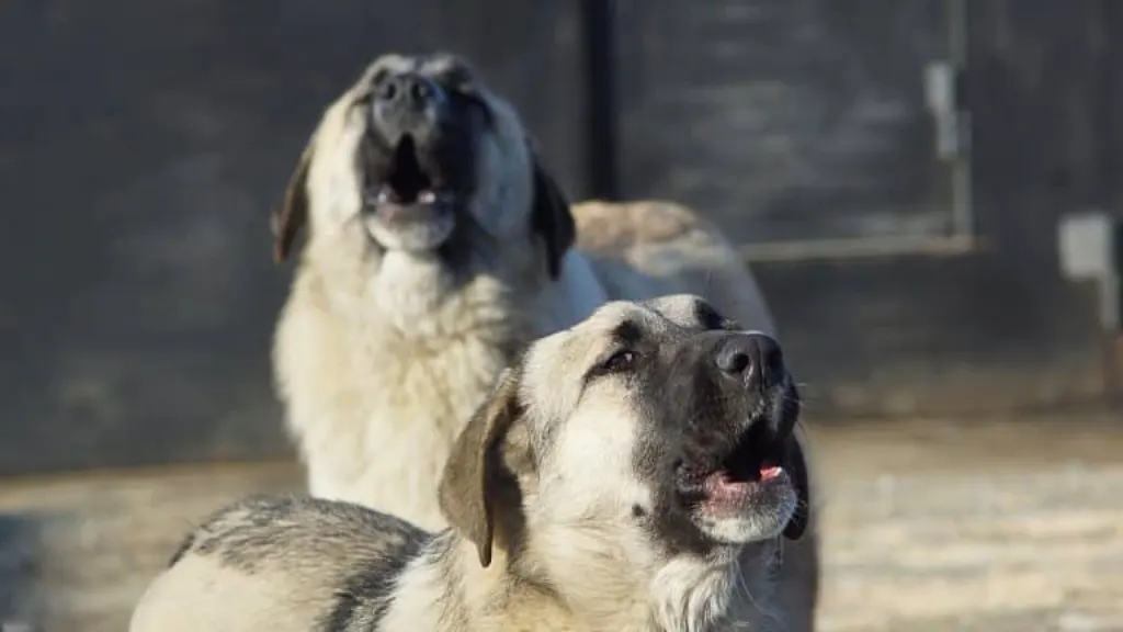 découvrez l'univers poignant de 'stray dog', un film captivant qui explore la vie des chiens errants et l'impact de l'abandon sur ces animaux vulnérables. une histoire touchante sur la résilience, l'espoir et le lien entre l'homme et le chien.