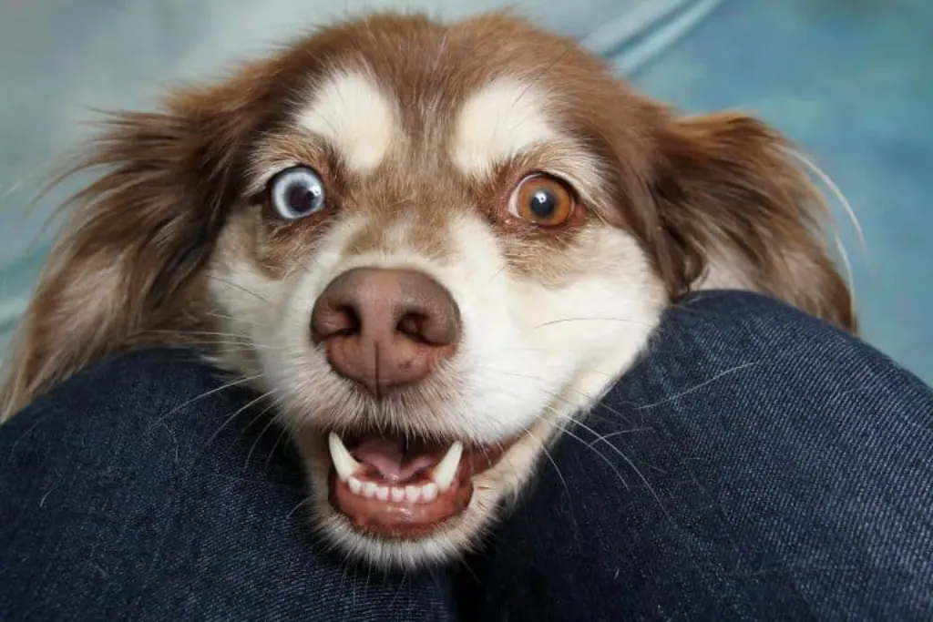 découvrez comment gérer les chiens agressifs, comprendre leur comportement et apprendre des techniques pour assurer la sécurité de tous. explorez des conseils d'experts pour la socialisation et l'éducation des chiens afin de promouvoir une interaction positive.