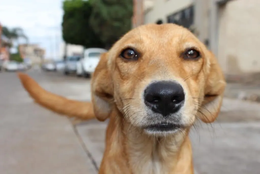 découvrez les enjeux de la maltraitance animale, ses impacts sur les animaux et les actions que nous pouvons entreprendre pour les protéger. sensibilisez-vous à cette cause cruciale et rejoignez le combat pour le bien-être des animaux.