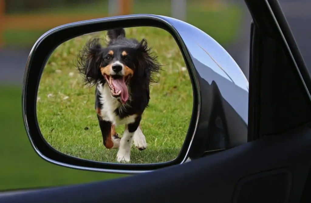 découvrez les enjeux de la cruauté envers les animaux, ses impacts sur la société et les mesures à prendre pour sensibiliser et protéger nos compagnons à quatre pattes. engagez-vous pour une cause qui mérite notre attention.