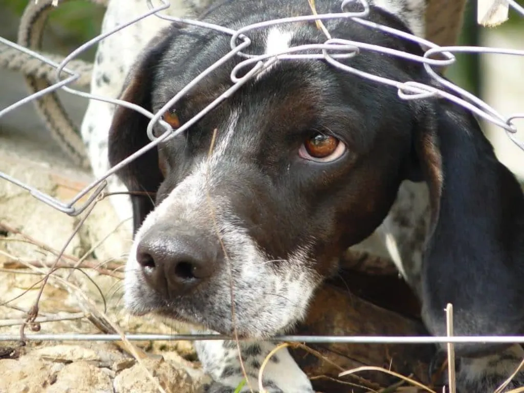 découvrez les différentes formes de cruauté envers les animaux, ses conséquences dévastatrices sur la faune et les mesures à prendre pour protéger nos compagnons à quatre pattes. informez-vous sur les initiatives et législations qui luttent contre cette réalité, et rejoignez le combat pour une meilleure protection des animaux.