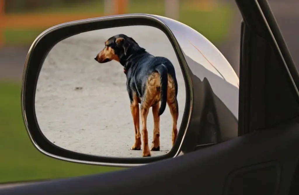 découvrez les enjeux de la cruauté envers les animaux, ses conséquences sur la société et les actions pour protéger nos compagnons à quatre pattes. engagez-vous pour un monde sans maltraitance animale.