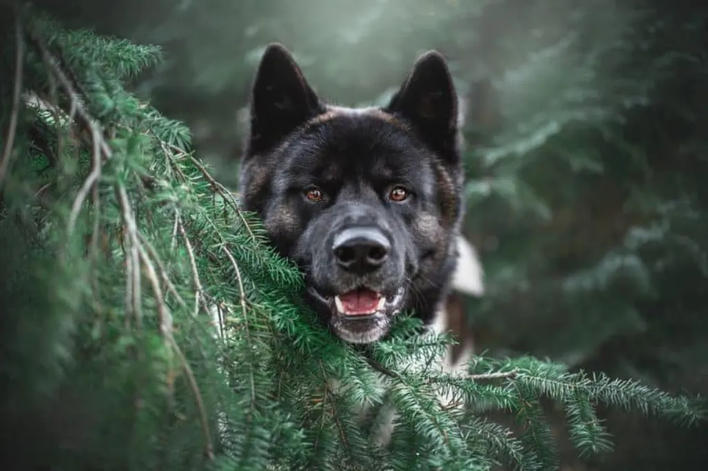 découvrez le monde fascinant des chiens, leurs comportements, leurs races et comment en prendre soin. apprenez tout sur votre compagnon à quatre pattes et enrichissez votre expérience canine.