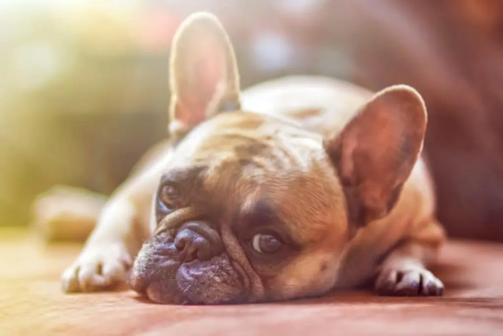 découvrez tout sur les chiens, ces compagnons fidèles et affectueux. apprenez à les élever, à les dresser et à comprendre leur comportement pour une cohabitation harmonieuse.