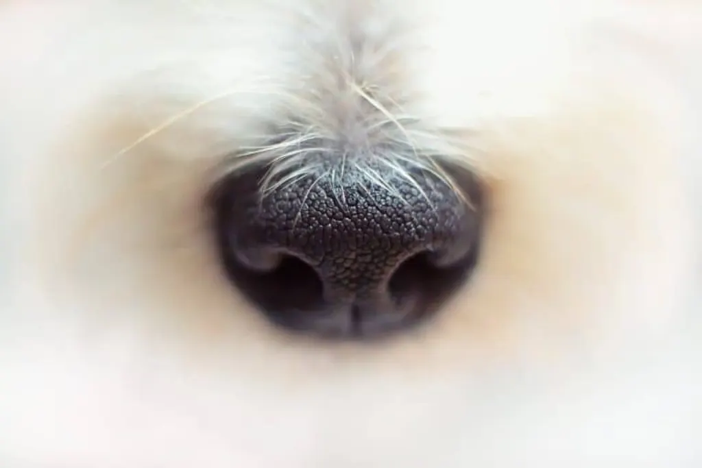 découvrez tout sur les chiens : conseils de soins, éducation, races et bien-être. améliorez votre relation avec votre fidèle compagnon à quatre pattes.