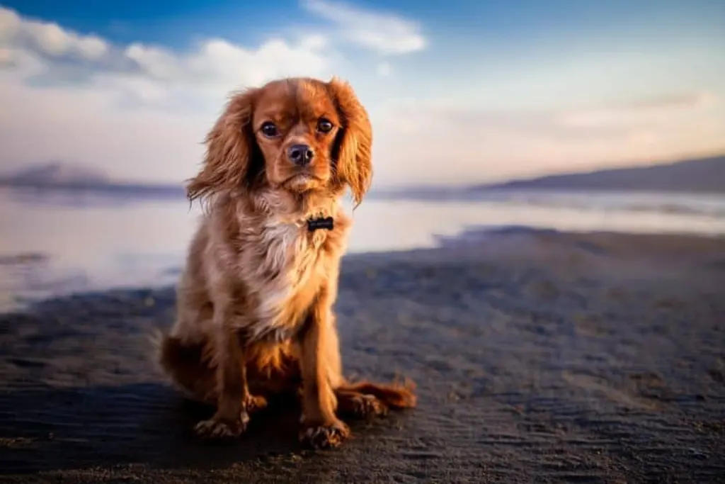 découvrez tout sur les chiens : conseils d'éducation, santé, bien-être et races. apprenez à mieux comprendre votre fidèle compagnon et à lui offrir une vie épanouie.