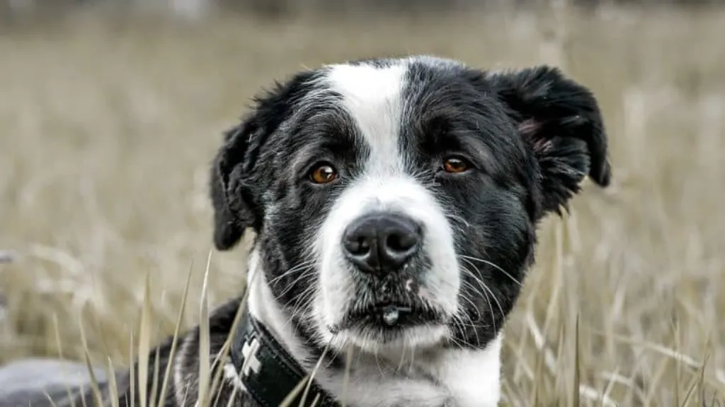 découvrez tout sur les chiens : conseils sur les races, l'éducation, la santé et le bien-être de votre fidèle compagnon. apprenez à mieux comprendre votre chien et à renforcer votre lien avec lui.