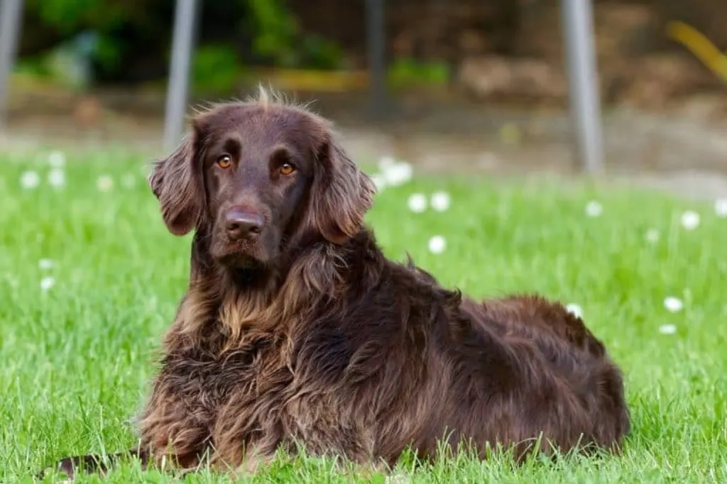 découvrez tout sur les chiens : conseils d'éducation, soins, nutrition, et soins pour votre compagnon à quatre pattes. apprenez à mieux comprendre votre chien et à renforcer votre lien avec lui.
