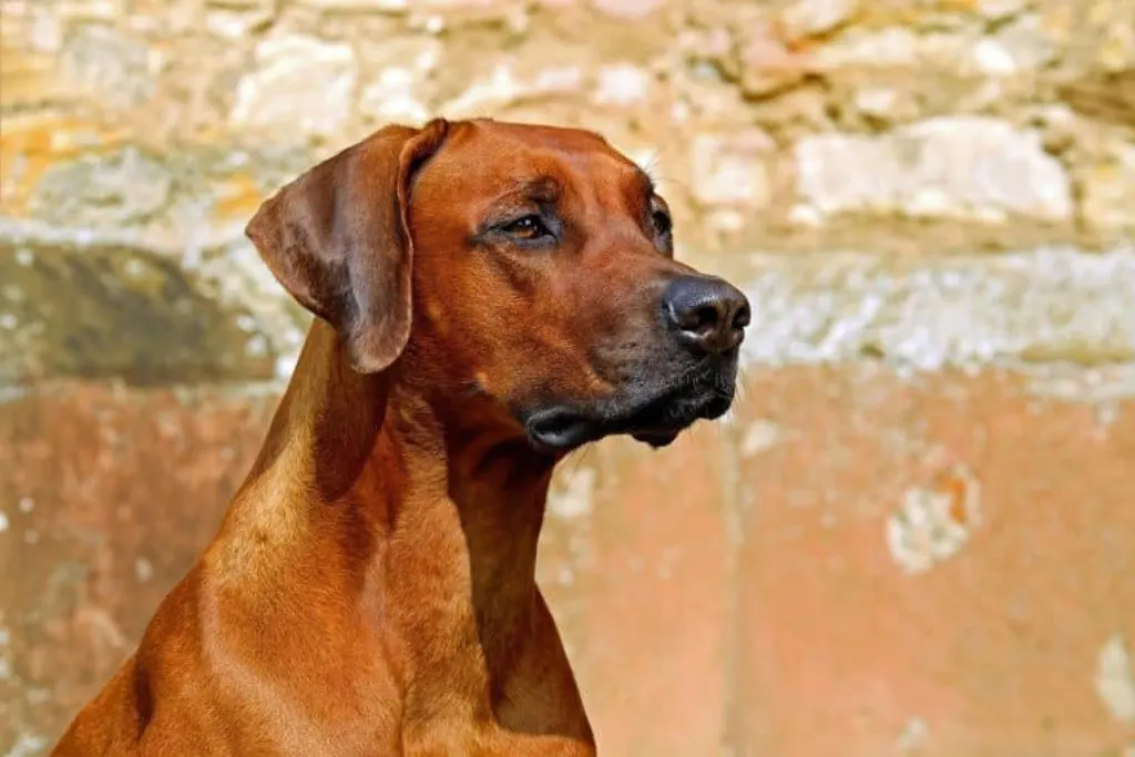 découvrez l'univers fascinant des chiens : conseils d'éducation, soins, comportements et races. explorez tout ce qu'il faut savoir pour prendre soin de votre fidèle compagnon à quatre pattes.
