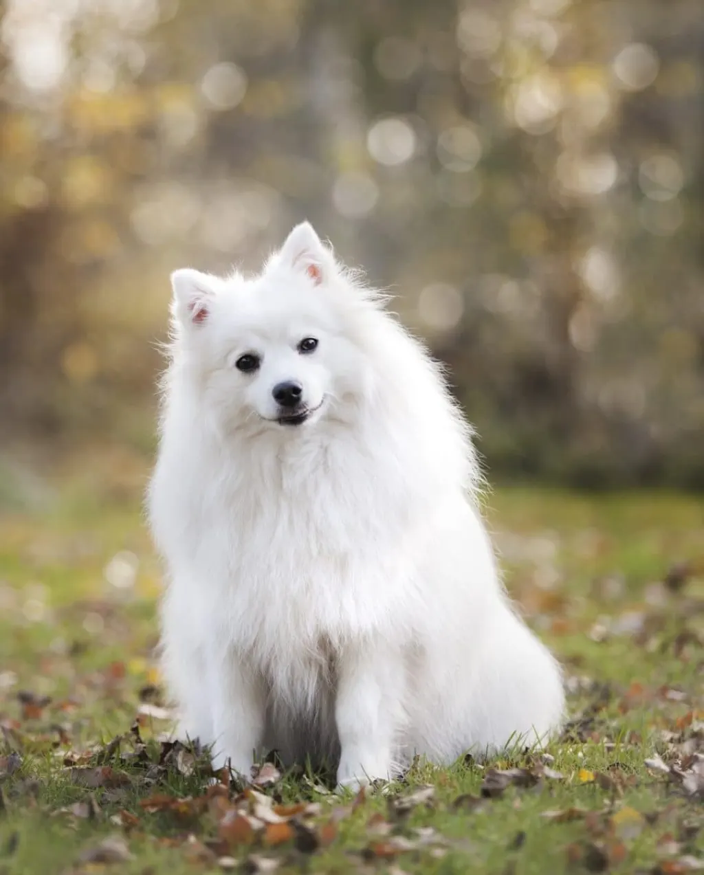 découvrez tout ce qu'il faut savoir sur les chiens : conseils d'élevage, soins, comportement et éducation. apprenez à mieux comprendre votre compagnon à quatre pattes et à renforcer votre lien avec lui.