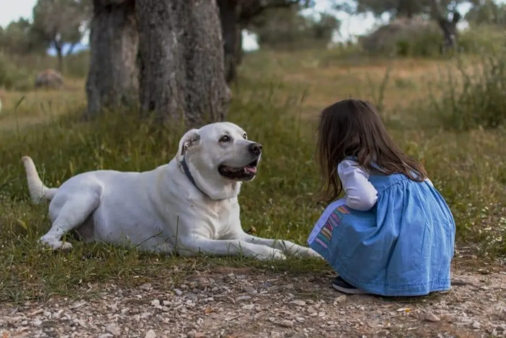découvrez le monde fascinant des chiens : des conseils sur les races, l'éducation, la santé et le bien-être de votre compagnon à quatre pattes. plongez dans l'univers canin pour chouchouter votre fidèle ami.