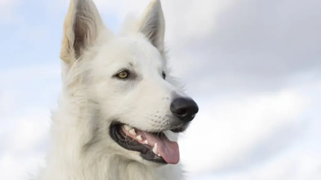 découvrez les mesures à prendre en cas d'attaque de chien, les conseils de sécurité essentiels et les étapes pour gérer les blessures ou les situations d'urgence. informez-vous pour assurer votre protection et celle des autres face aux animaux errants.