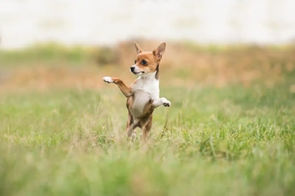 découvrez les causes et les conséquences des attaques de chiens, ainsi que des conseils pour prévenir ces incidents. apprenez comment réagir face à un chien agressif et garantir votre sécurité ainsi que celle de votre entourage.