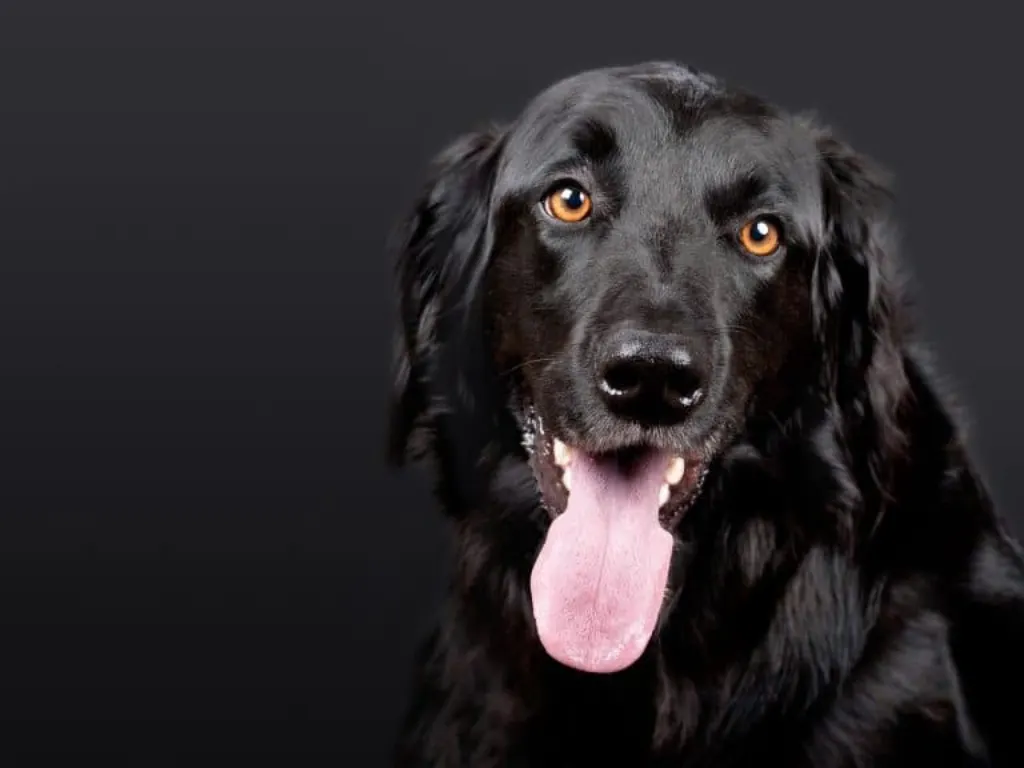 découvrez notre élevage de chiens de qualité, où passion et expertise se rencontrent pour vous offrir des compagnons fidèles et en pleine santé. adoptez un chiot de race élevé dans un environnement aimant.