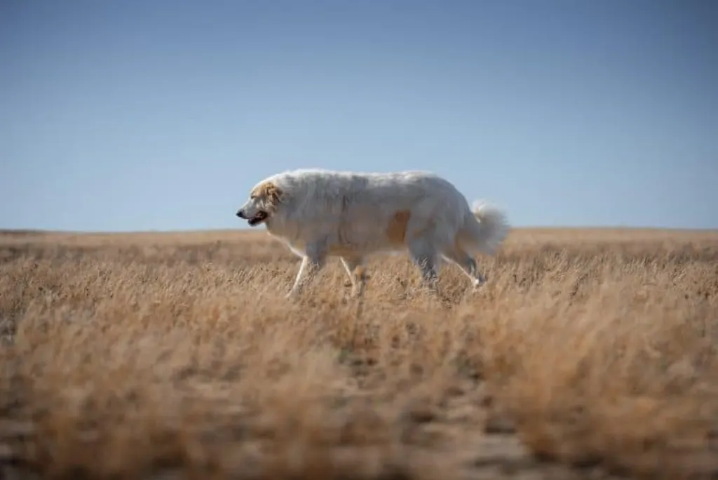 découvrez tout ce qu'il faut savoir sur la garde des chiens : conseils juridiques, facteurs à considérer lors d'une séparation, et meilleures pratiques pour assurer le bien-être de votre compagnon à quatre pattes.