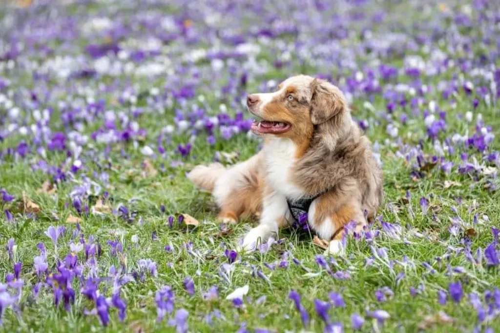 découvrez l'histoire fascinante de la domestication des chiens, un voyage qui retrace comment ces animaux sauvages sont devenus nos compagnons fidèles. explorez les enjeux culturels, biologiques et sociaux de cette transformation unique.