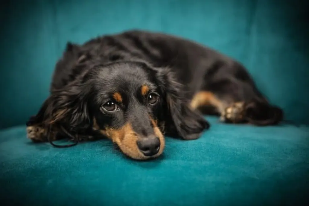 découvrez l'histoire fascinante de la domestication des chiens, depuis leurs ancêtres sauvages jusqu'à leurs rôles essentiels dans nos vies modernes. explorez les processus, les races et l'impact de cette relation unique entre l'homme et le meilleur ami de l'homme.