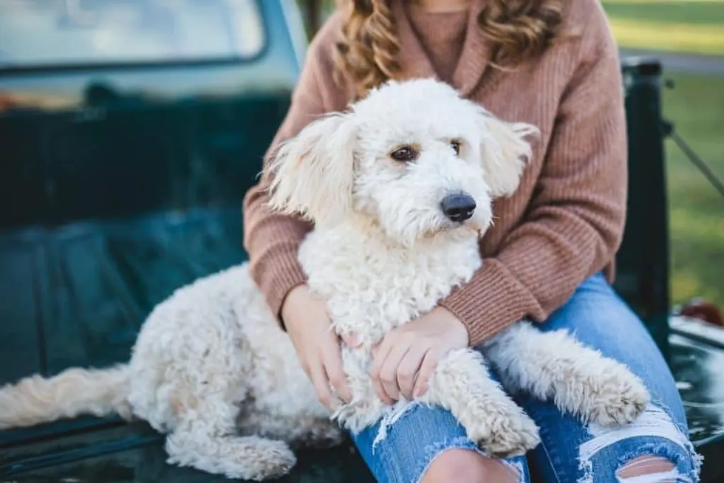 découvrez des conseils et astuces utiles pour les propriétaires de chiens, incluant des informations sur l'éducation, la santé et le bien-être de votre compagnon à quatre pattes.