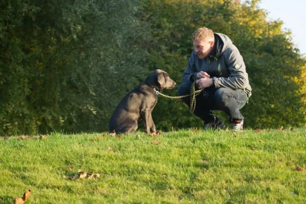 découvrez des conseils pratiques, des astuces et des informations utiles pour les propriétaires de chiens. améliorez la santé et le bien-être de votre compagnon à quatre pattes grâce à notre guide complet dédié aux amoureux des chiens.