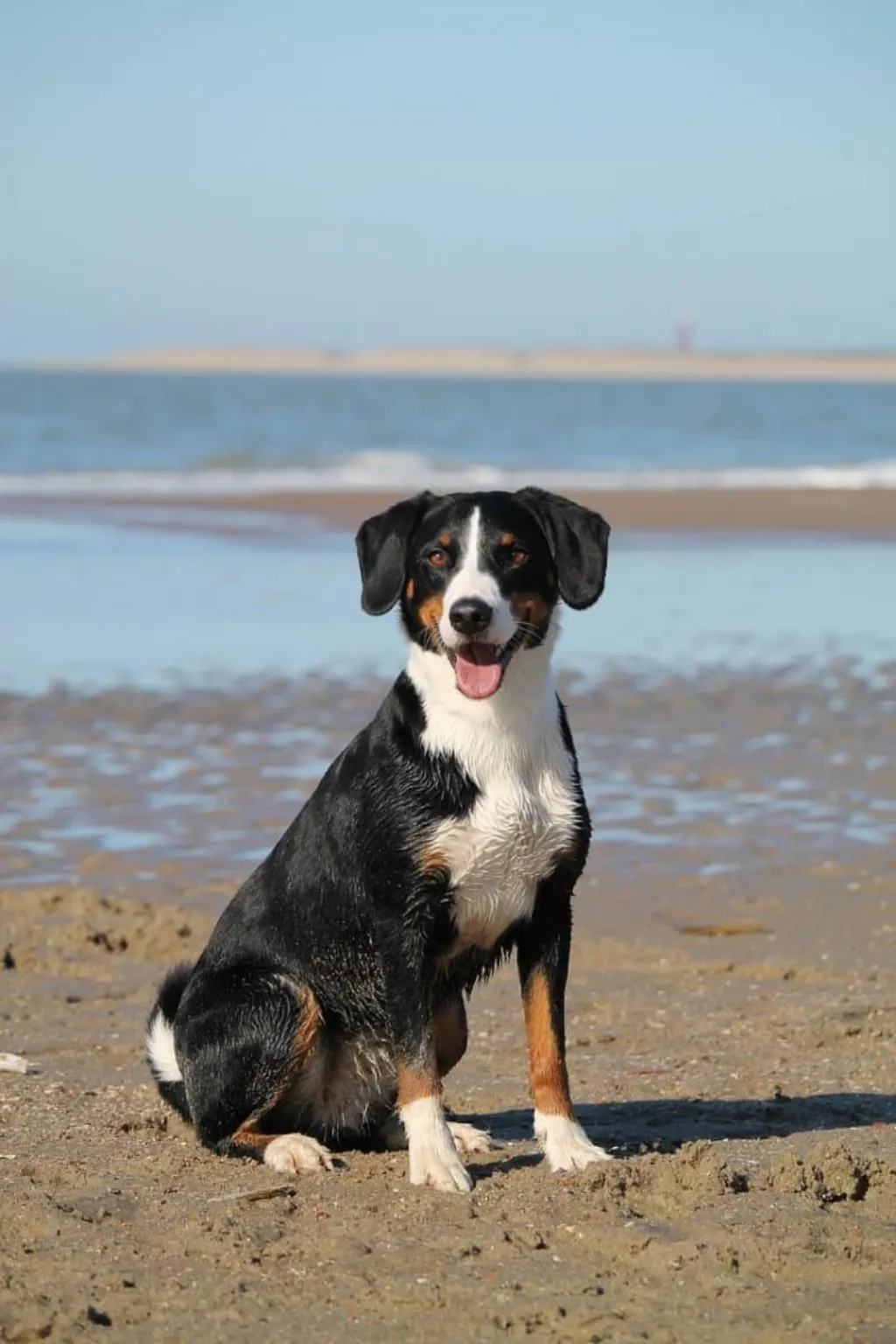 découvrez tout ce qu'il faut savoir sur les chiens : conseils d'éducation, santé, races variées et astuces pour les rendre heureux. amoureux des animaux, vous trouverez ici des informations utiles pour prendre soin de votre compagnon à quatre pattes.
