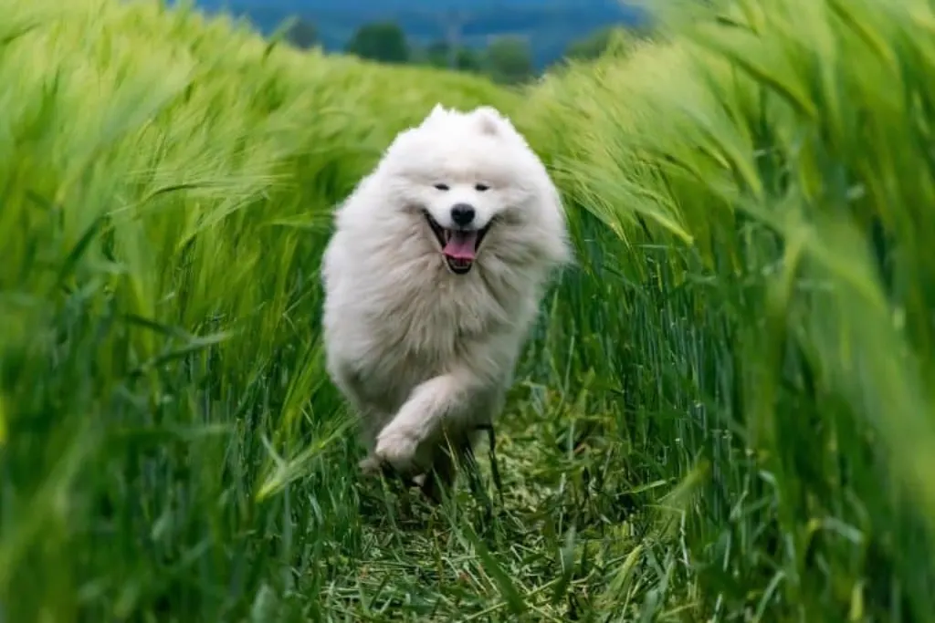 découvrez le monde fascinant des chiens, ces compagnons fidèles qui apportent amour et joie dans nos vies. explorez les différentes races, leurs comportements, conseils d'éducation et astuces pour prendre soin de votre fidèle ami à quatre pattes.