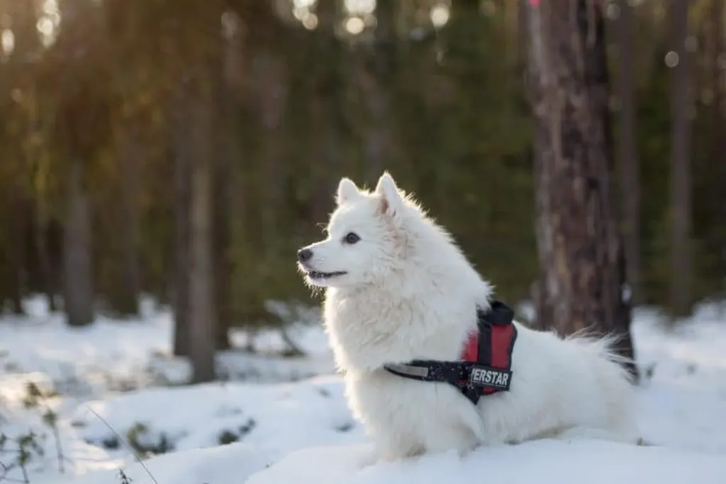 découvrez l'histoire inspirante d'un chien héroïque, prêt à défendre son maître et à surmonter tous les obstacles pour protéger ceux qu'il aime. une aventure touchante qui met en lumière le courage et la fidélité de ces animaux exceptionnels.