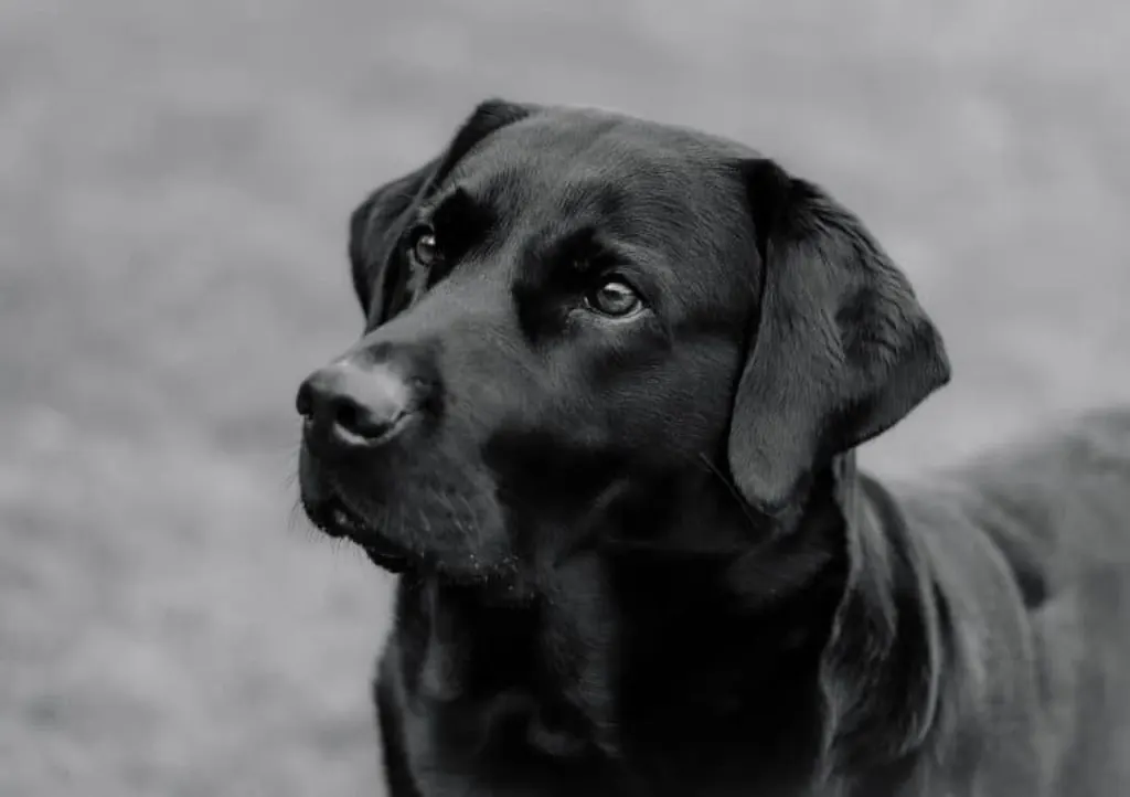 cherchez-vous un chien perdu ? découvrez comment maximiser vos chances de retrouver votre compagnon à quatre pattes avec nos conseils et ressources utiles. ne perdez pas espoir, des solutions existent pour le retrouver rapidement.