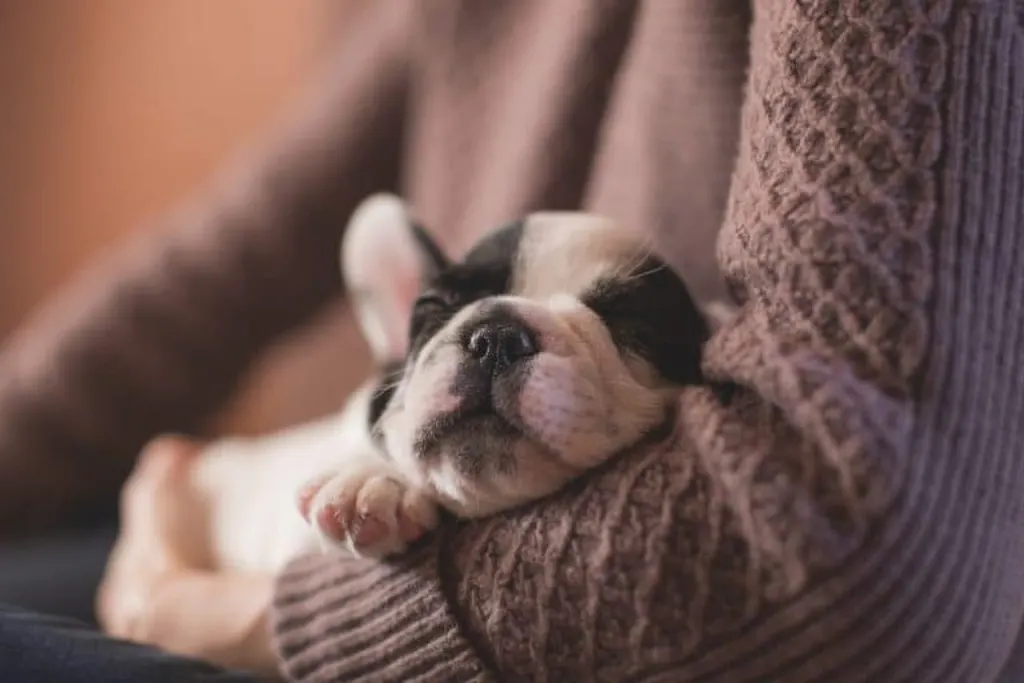 découvrez notre guide complet sur les chiots, comprenant des conseils sur leur éducation, leur santé, leur alimentation et leur bien-être. apprenez à bien accueillir votre nouveau compagnon et à profiter pleinement de chaque moment avec votre adorable petit chien.